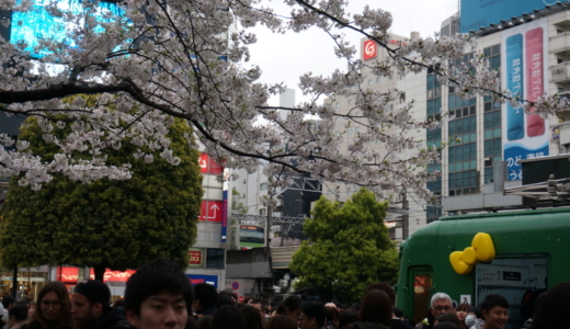 渋谷駅ハチ公前で「2017年春の桜」を鑑賞しました