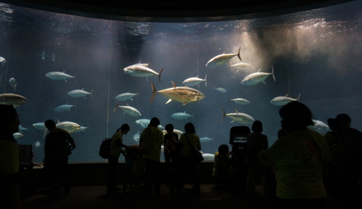 日本で唯一の迫力あるマグロ回遊水槽がある「葛西臨海水族園」に行く