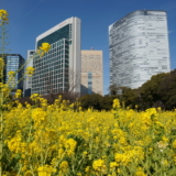 浜離宮恩賜庭園のお花畑