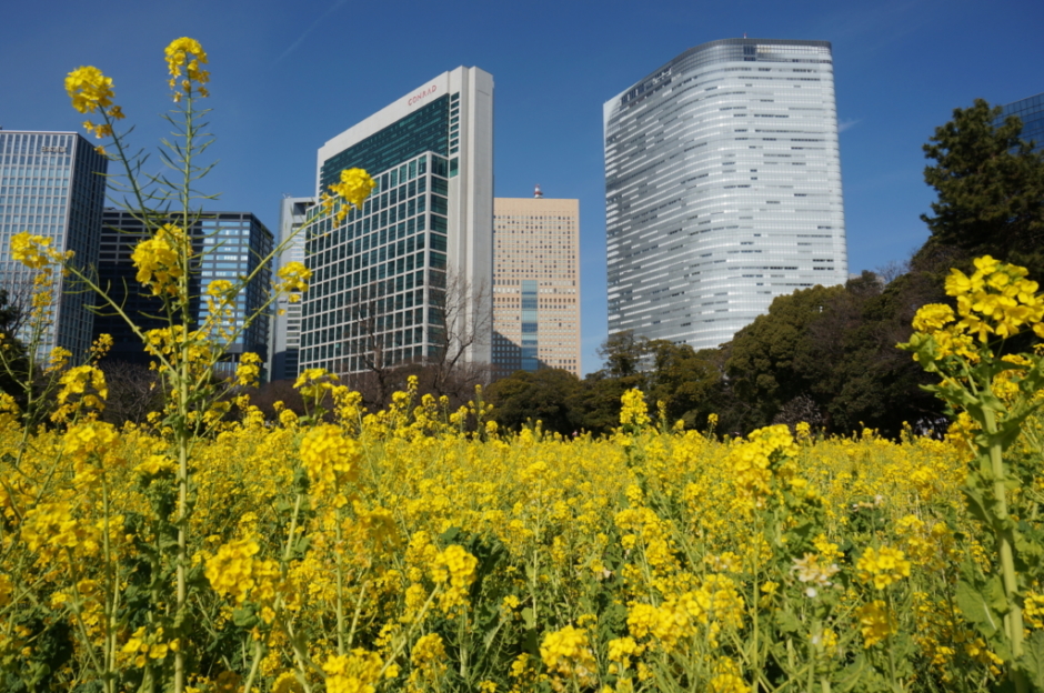 浜離宮恩賜庭園のお花畑