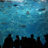 新江ノ島水族館の相模大水槽