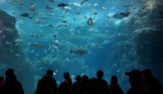 新江ノ島水族館の相模大水槽