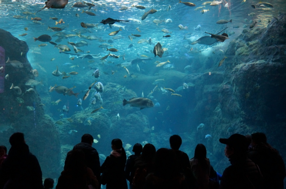 新江ノ島水族館の相模大水槽