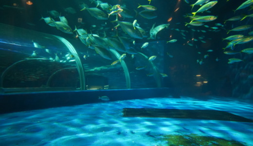 写真映えスポットも多数！登別マリンパークニクスはお城の中の水族館