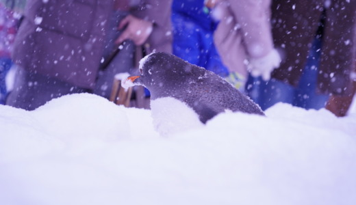 小樽駅から路線バスで約25分！おたる水族館でペンギンの雪中さんぽを見る