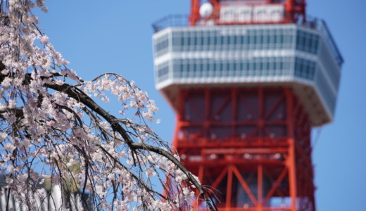 桜の名所へ2020！東京タワー手前の寺院「増上寺」で満開の桜を見る