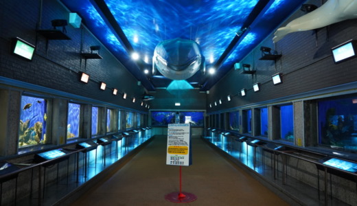 北海道最古の水族館！こじんまりとした古き良き空間が広がる市立室蘭水族館へ