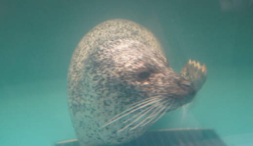 たこの産卵は一生に一度！新札幌にあるサンピアザ水族館でタコの産卵を見る