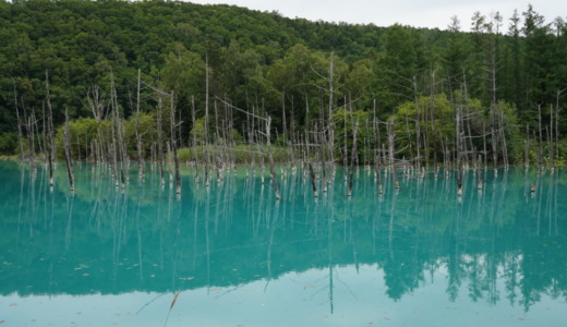 Appleが世界に配信したデスクトップ風景がある北海道・美瑛にある人造の湖「白金青い池」へ行く