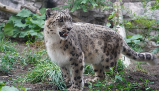 円山公園駅から徒歩約10分！広々とした敷地の札幌市丸山動物園へ