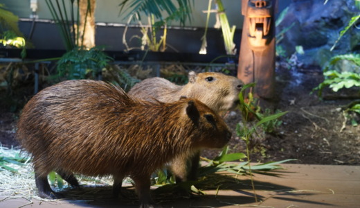 昼夜で展示種が変わる！日中のカワスイ川崎水族館は食事中のカピバラに会えるかも