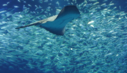 サメやマンボウなど大型魚展示が充実！茨城県の海岸部にあるアクアワールド大洗水族館へ