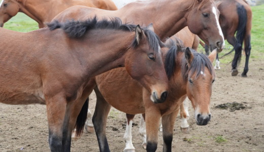 岩手県遠野にある放牧地！荒川高原で広大な草原を走る馬を見る