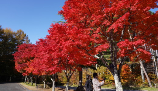 赤く染まる秋の八ヶ岳山麓！紅葉の見頃を迎えた10月の富士見高原花の里へ
