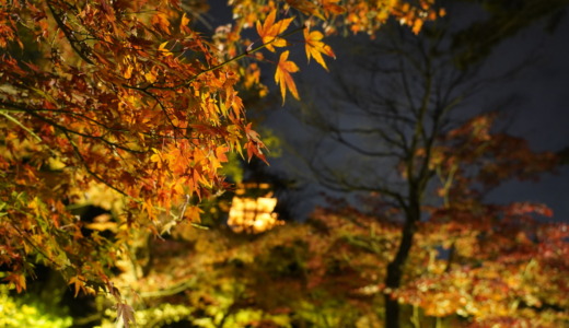 秋の夜の特別公開！横浜三渓園の「紅葉のライトアップ」へ行ってみた