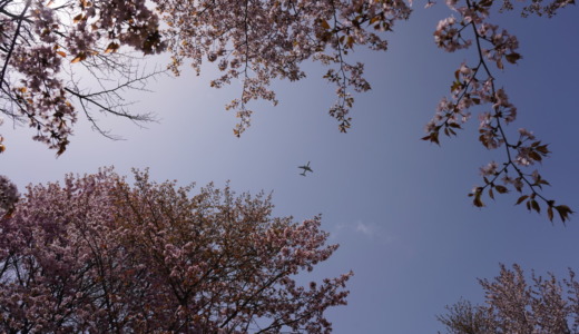 5月初旬が桜の見頃！札幌北部にある「モエレ沼公園」でお花見を楽しむ