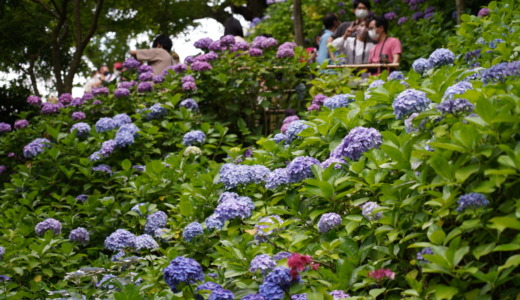 あじさい路の整理券は昼過ぎに終了！紫陽花の名所「鎌倉 長谷寺」へ行ってみた