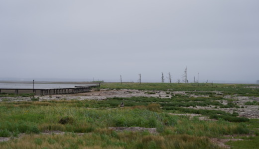 北海道東部にある「野付半島」にある海岸侵食によって立ち枯れた松の広がる「トドワラ」を訪れてみた