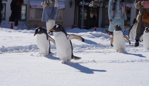 朝から元気に歩くペンギン！登別マリンパークニクスの冬季限定プログラム「ペンギンの雪中散歩」を楽しむ
