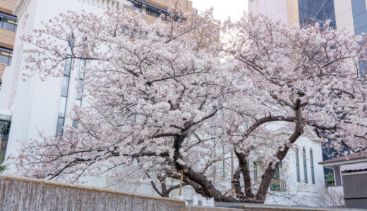 江戸時代からの歴史のある教会前！日米和親条約締結の碑がある「開港広場公園」の桜の開花の経過