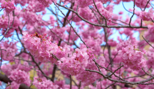 明るい紅色の横浜緋桜！チューリップと桜の鑑賞のために「横浜公園」を訪れる