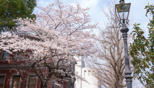 煉瓦作りのイギリス商館！横浜・山下公園前にある「旧英国七番館」の桜の開花の経過