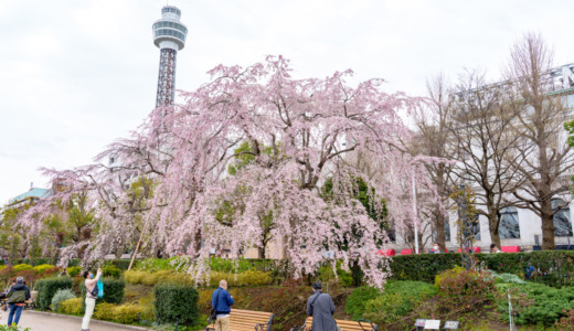 横浜港に面した散策名所！山下公園の南側にある「枝垂れ桜」の開花の様子