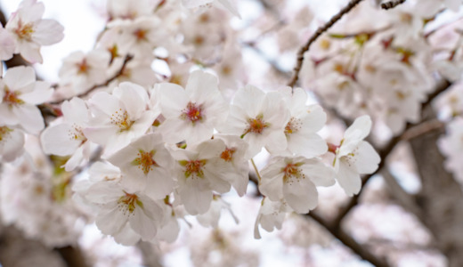 桜の開花宣言に使われる重要な指標！横浜地方気象台にある「ソメイヨシノの基準木」を見に行く