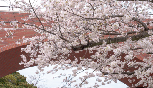満開の桜が並ぶ西洋庭園！横浜の山の上にある花見スポット「港の見える丘公園」へ行く