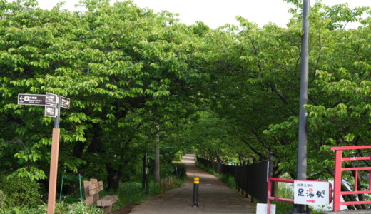 河津川沿いにある桜の名所！河津桜の季節遅れに「河津駅・舘橋」周辺を散策してみた