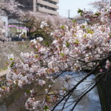 みなとみらいまで続くお花見散策路！桜の名所「大岡川プロムナード」のスタート地点である弘明寺を訪れる