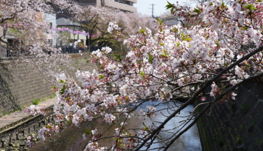 みなとみらいまで続くお花見散策路！桜の名所「大岡川プロムナード」のスタート地点である弘明寺を訪れる