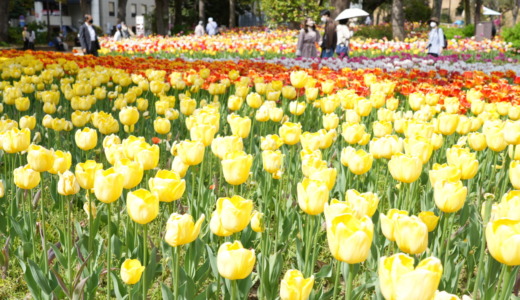 4月上旬に満開を迎える約12万本！関内駅から徒歩約6分の横浜公園で「チューリップ」を眺める