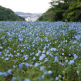 4月下旬から5月上旬にはネモフィラが広がる！季節の花が楽しめる丘にある公園「横須賀くりはま花の国」を訪れる