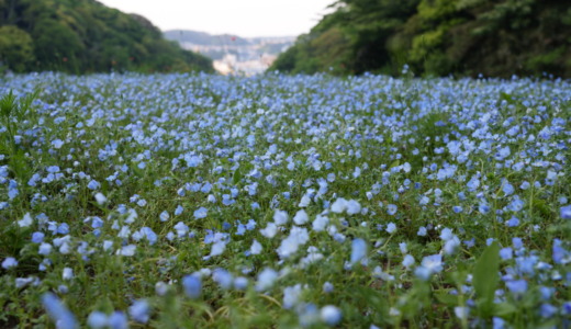 4月下旬から5月上旬にはネモフィラが広がる！季節の花が楽しめる丘にある公園「横須賀くりはま花の国」を訪れる