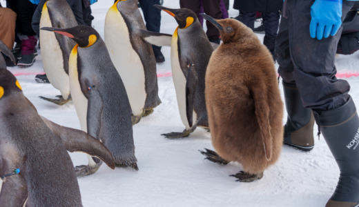 約500mのペンギンの雪中散歩！雪景色の中の行動展示が見られる「旭川市立旭山動物園」へ
