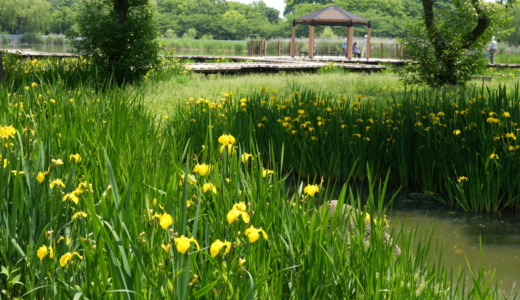 地下には日暮里・舎人ライナーの車両基地もある！緑豊かで広大な総合公園「東京都足立区舎人公園」へ行ってみた