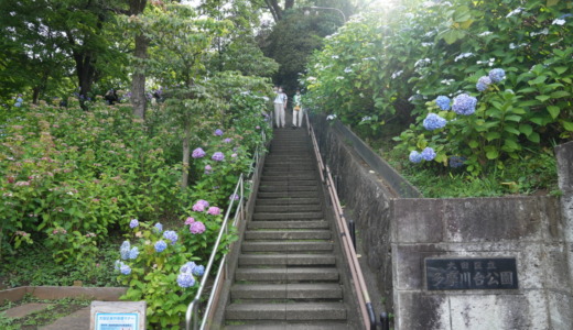 多摩川沿いの高台にある景色の良い公園！鉄橋を走る列車とあじさいの名所「大田区立多摩川台公園」を訪れる