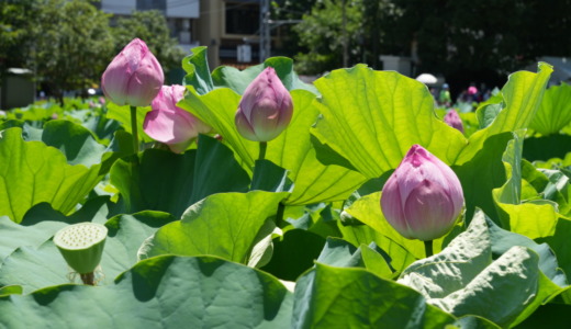 上野公園の蓮は見頃より少し早めがおすすめ！花が散り始めた7月末の不忍池の蓮の花の様子