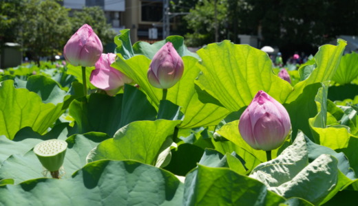 上野公園の蓮は見頃より少し早めがおすすめ！花が散り始めた7月末の不忍池の蓮の花の様子