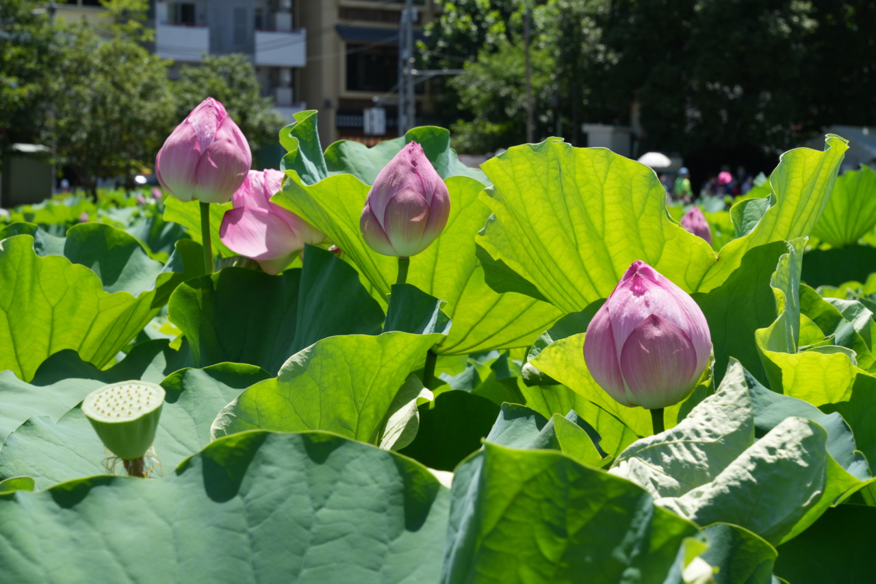 上野公園の蓮は見頃より少し早めがおすすめ！花が散り始めた7月末の