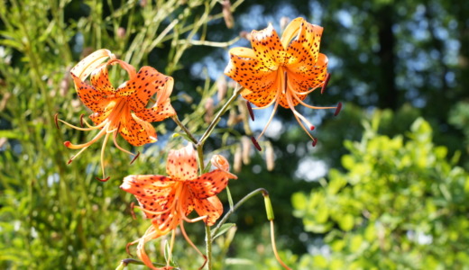 赤レンガ庁舎徒歩5分にある大自然！札幌の原生林や季節の花が咲く「北海道大学植物園」を訪れる