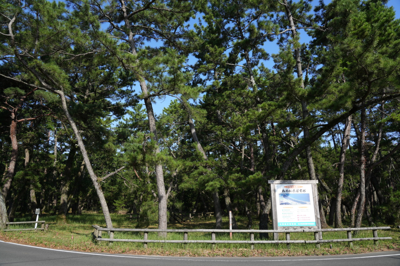 唐津にある「虹の松原」を訪れる!美しい景色の特別名勝で日本三大松原のひとつを散策する | interact