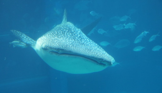 吹き抜けの大水槽はジンベエザメが悠々泳ぐ！大阪港にある水族館「海遊館」を訪れる