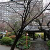 品川駅近くの桜の名所！ホテル中庭にある「プリンスホテル日本庭園」を訪れる