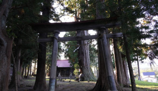 推定樹齢千年以上で北国街道の目印！越後から関東へ向かう親鸞も立ち寄った「天然記念物 天神社の大杉」を訪れる