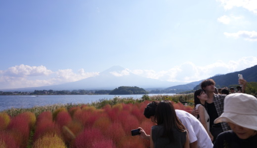 富士山とコキア紅葉の絶景スポット！富士五湖のひとつ河口湖畔にある「大石公園」を訪れる