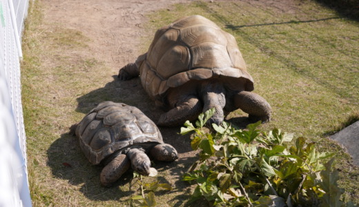 善光寺の裏にある入園無料の動物園！丘の上で散策するにも快適な「長野市城山動物園」を訪れる