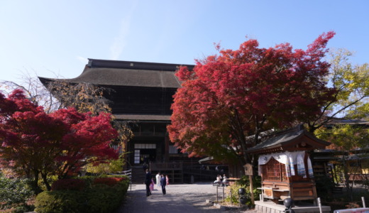 毎年秋に善光寺境内で実施！長い歴史のある展覧会「善光寺菊花展」を訪れる