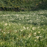 伊豆下田・須崎半島の東南端にある自然公園！初春に水仙の群生も見られる「爪木崎」を訪れる